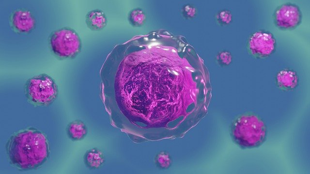 cellules toxémie